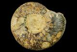 Bathonian Ammonite (Procerites) Fossil - France #152722-1